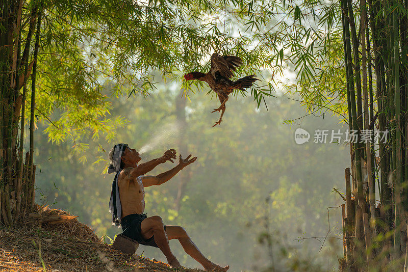 亚洲乡村的生活方式，一个斗鸡教练在泰国东北部的Sakon Nakhon的森林里饲养和训练他的公鸡，Isan的生活方式。